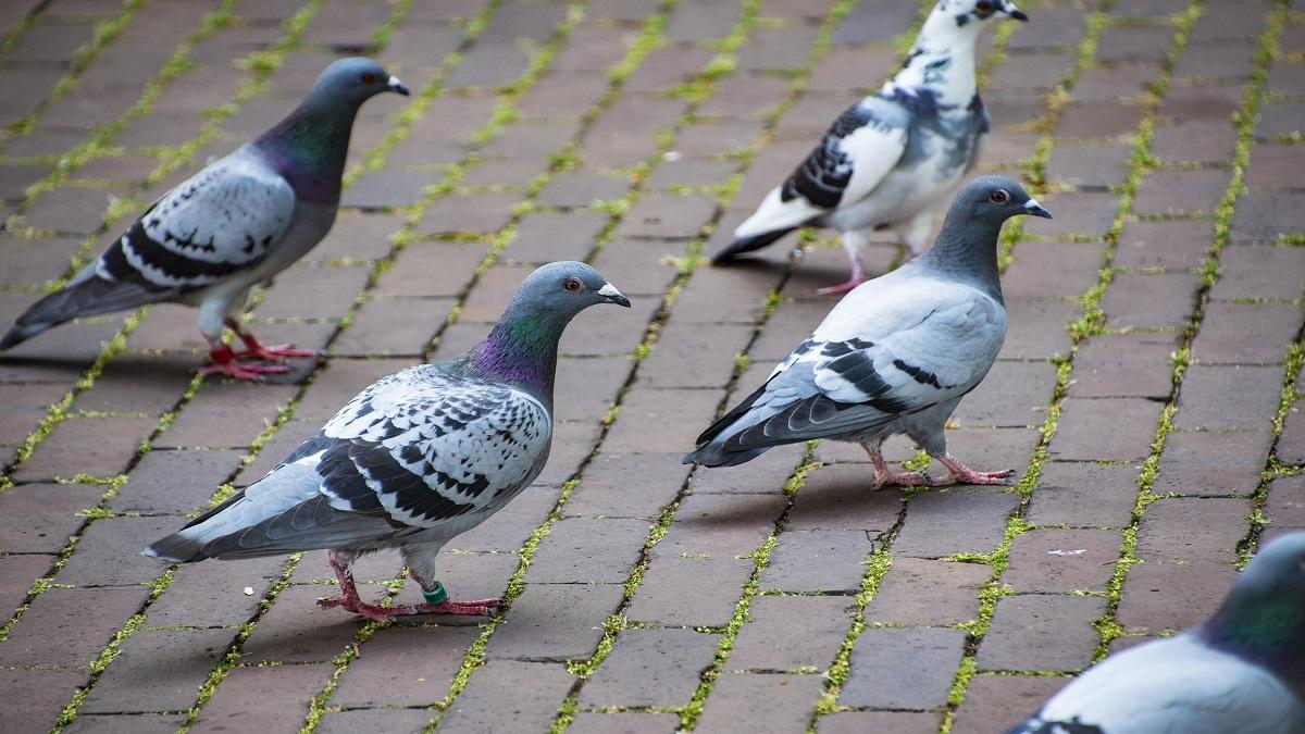 Las palomas representan un peligro para la banda ancha por satélite