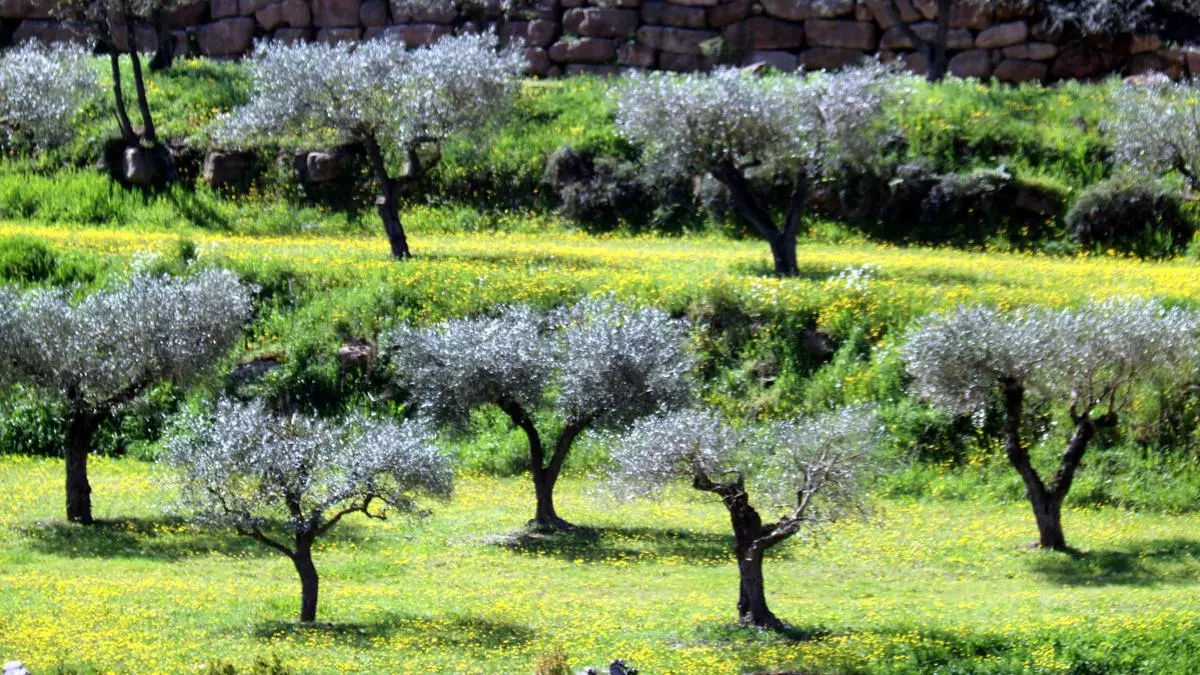 El aceite de corbella, el elixir catalán que mejora la actividad del cerebro