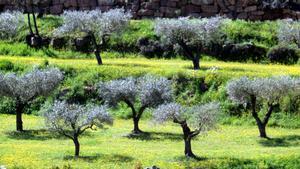 Corbella, una variedad antigua de olivo catalán