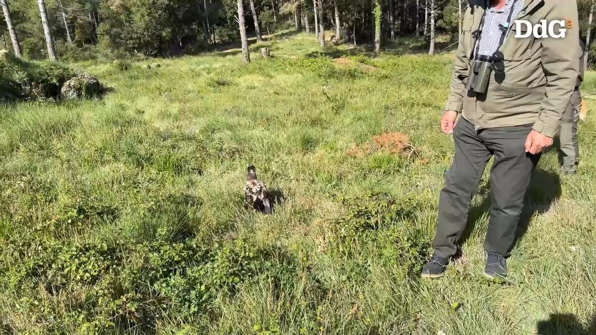 Vídeo: Alliberen a Albanyà un aufrany després d’un any recuperant-se en un centre de fauna per la intoxicació amb rodenticides