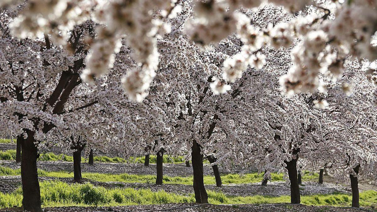 Plantación de almendros en la provincia de Córdoba.