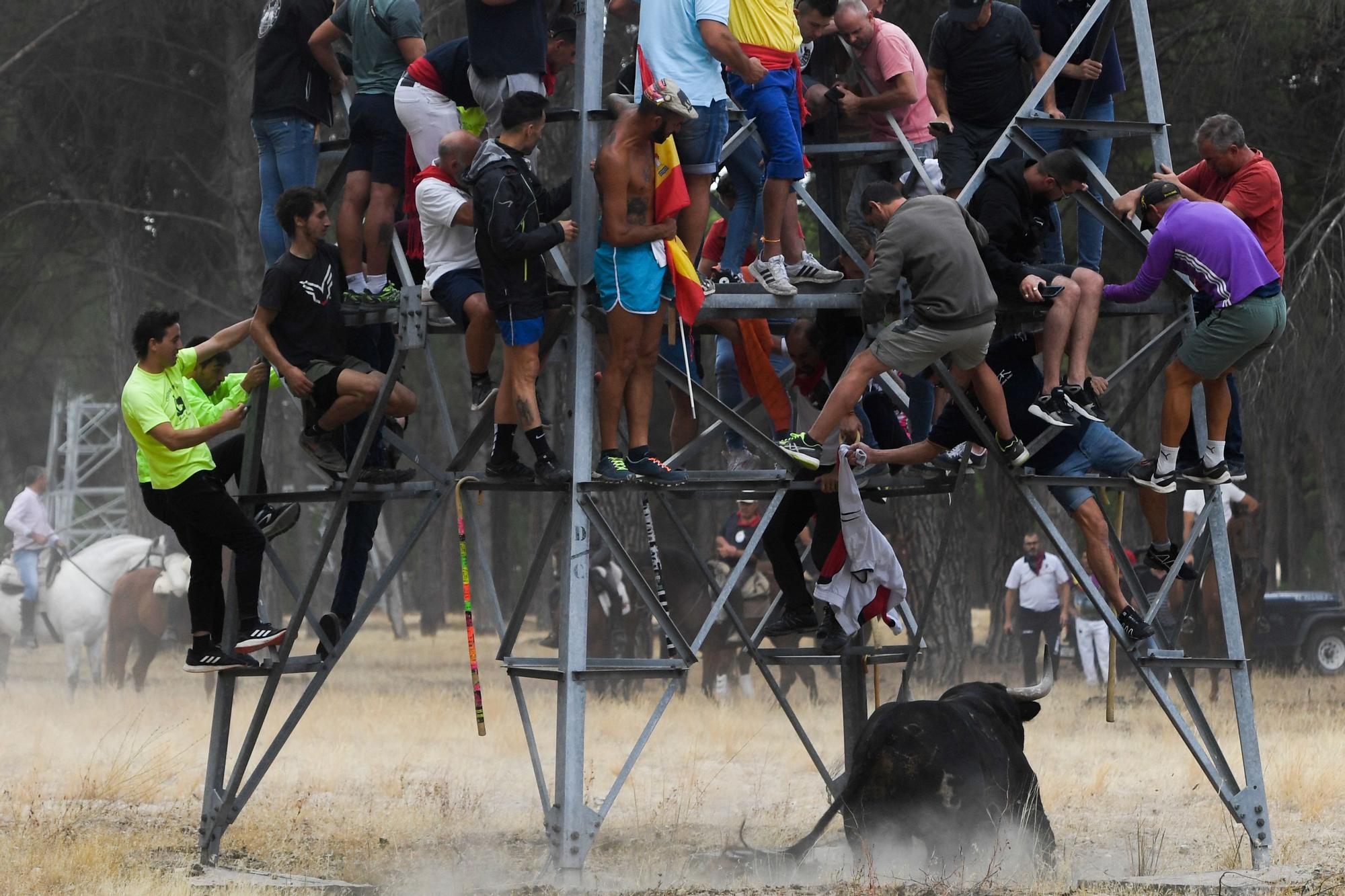 Los festejos del Toro de la Vega, en imágenes