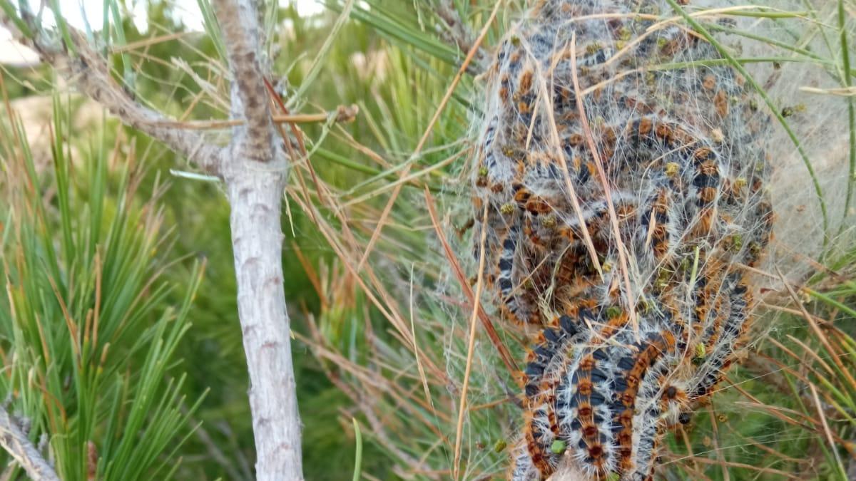 Procesionaria en un pino de Formentera