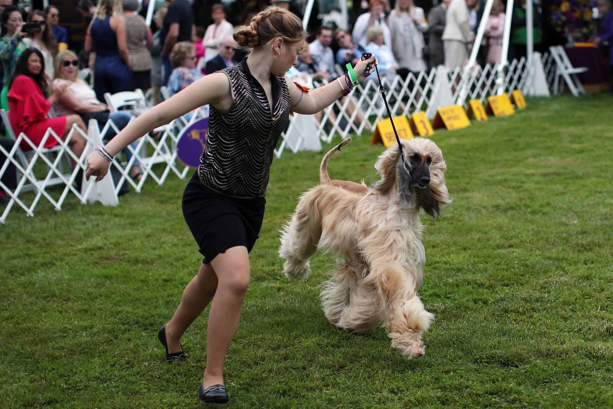 145è Westminster Kennel Club Dog Show