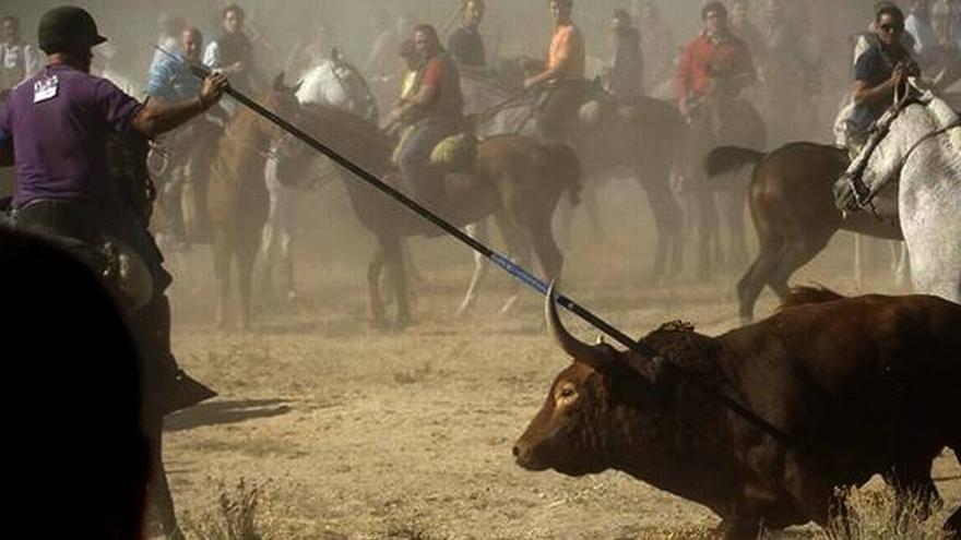 Tordesillas mata al toro de la vega entre polémicas