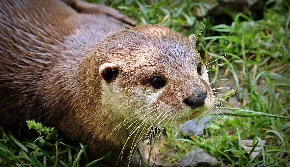 Horóscopo americano: Conoce cuál es tu signo del zodiaco y qué animal eres