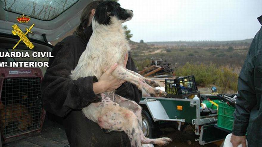 El Seprona rescata 39 perros en un estado deplorable en una finca de Maella