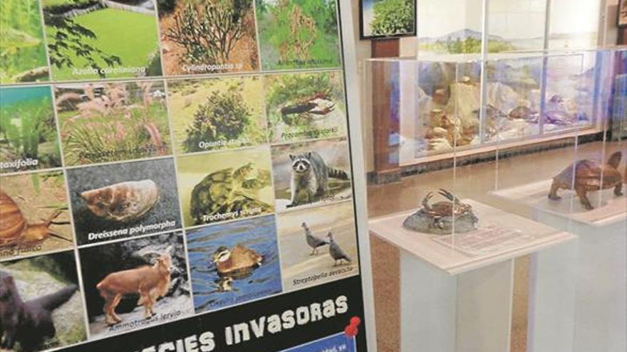 El Carmen de Onda y el museo de Ibi conciencian sobre especies invasoras