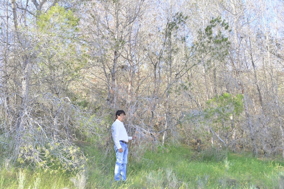 Pinos secos en sierra Escalona