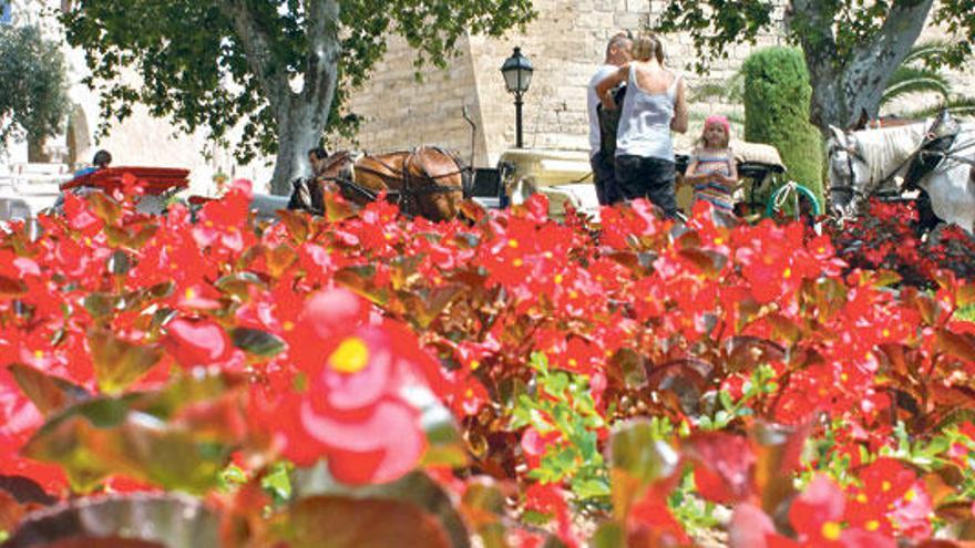 Begonias y petunias para embellecer la ciudad