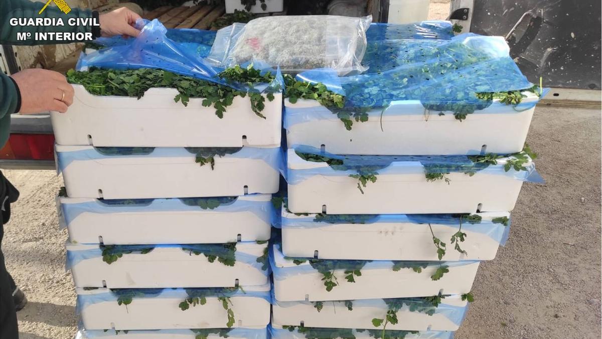 Cajas de perejil donde estaba oculta la marihuana.