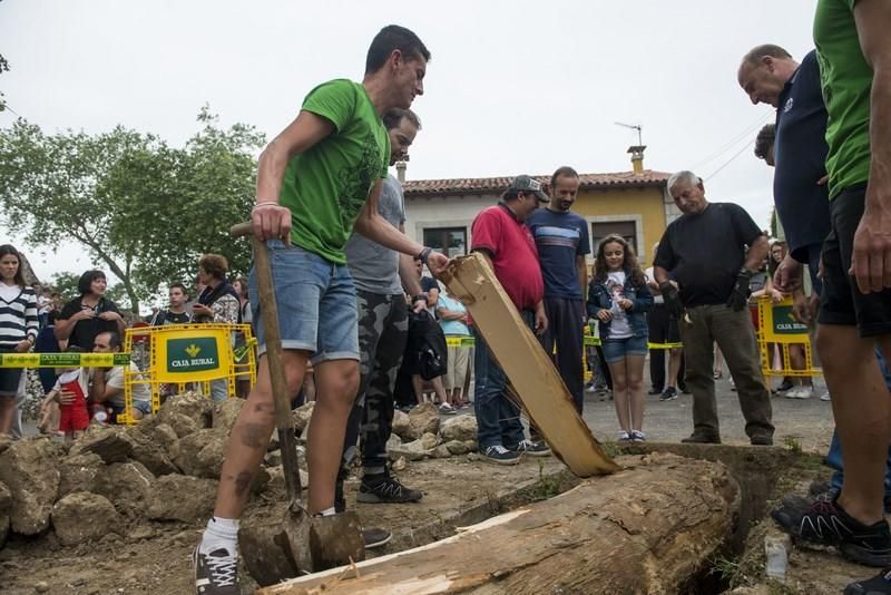 Celoriu planta su hoguera