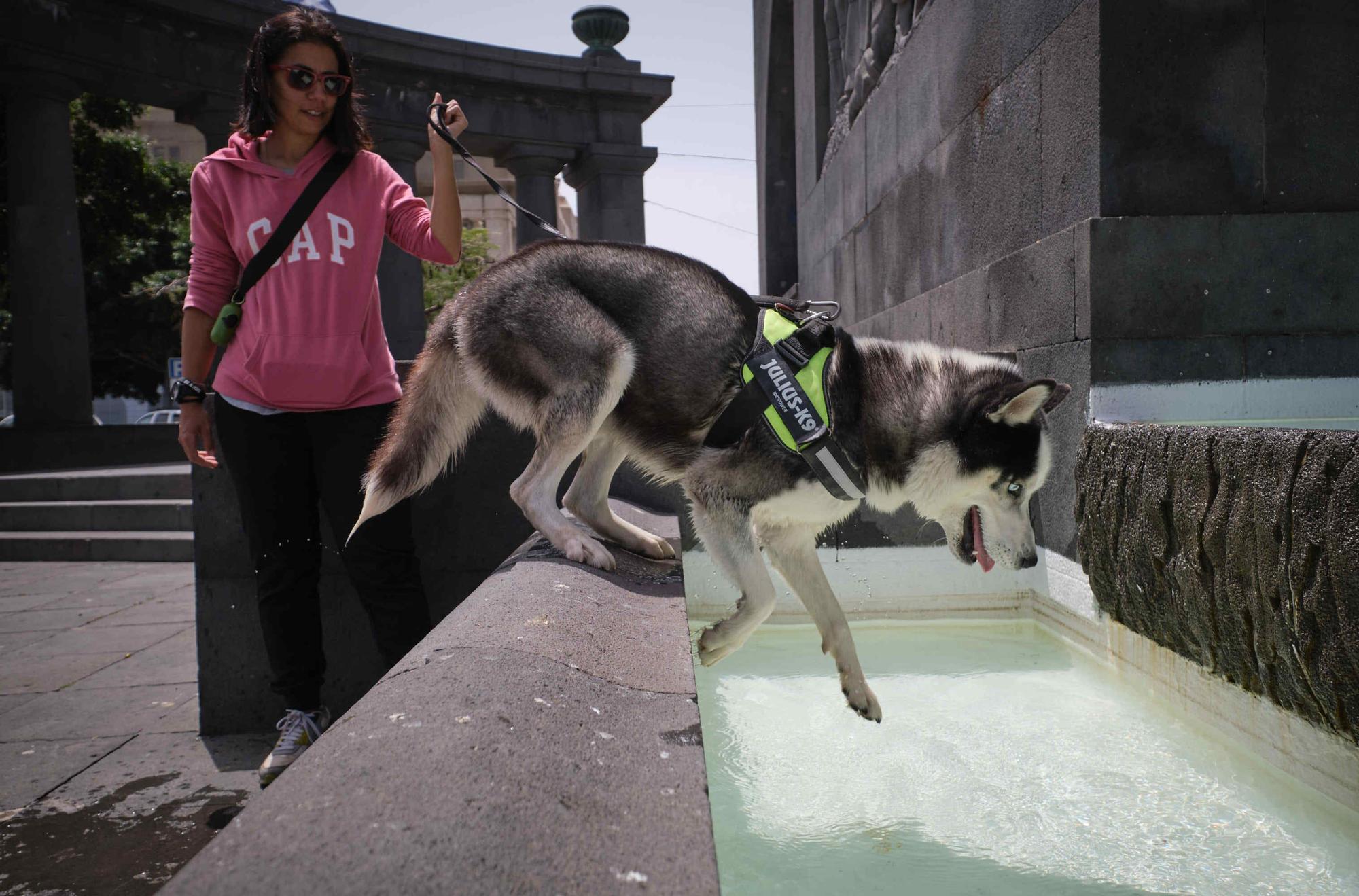 Jornada de calor en Tenerife.