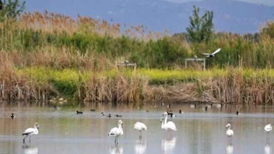 L&#039;Albufera mejora la calidad del agua y recupera fauna y flora que había desaparecido