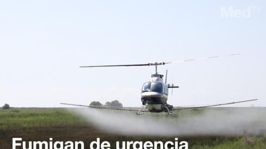 Fumigan de urgencia el Prat con helicóptero al observar miles de larvas