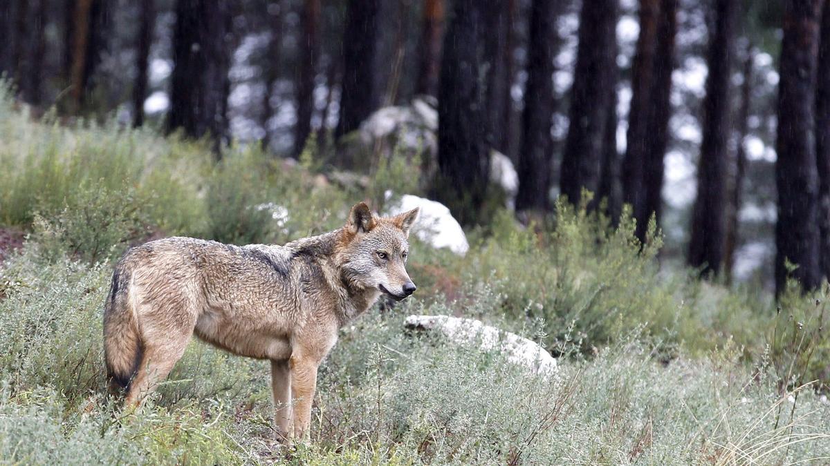 Un lobo en el campo.