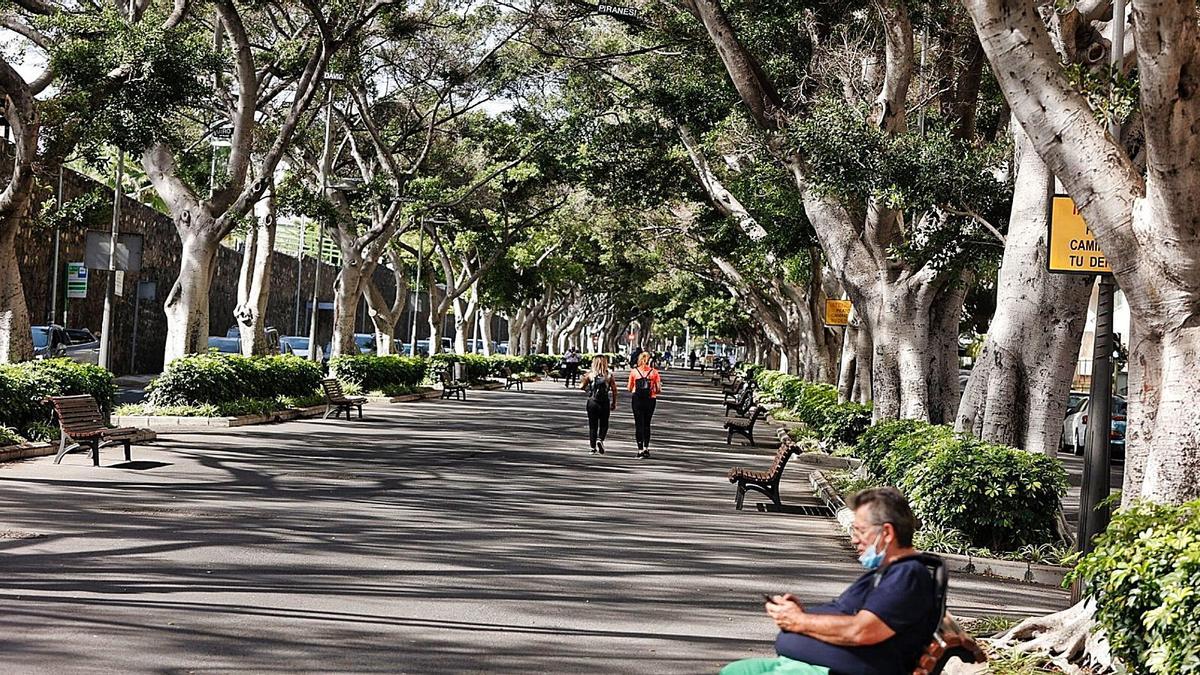 Laureles de indias en Santa Cruz de Tenerife.