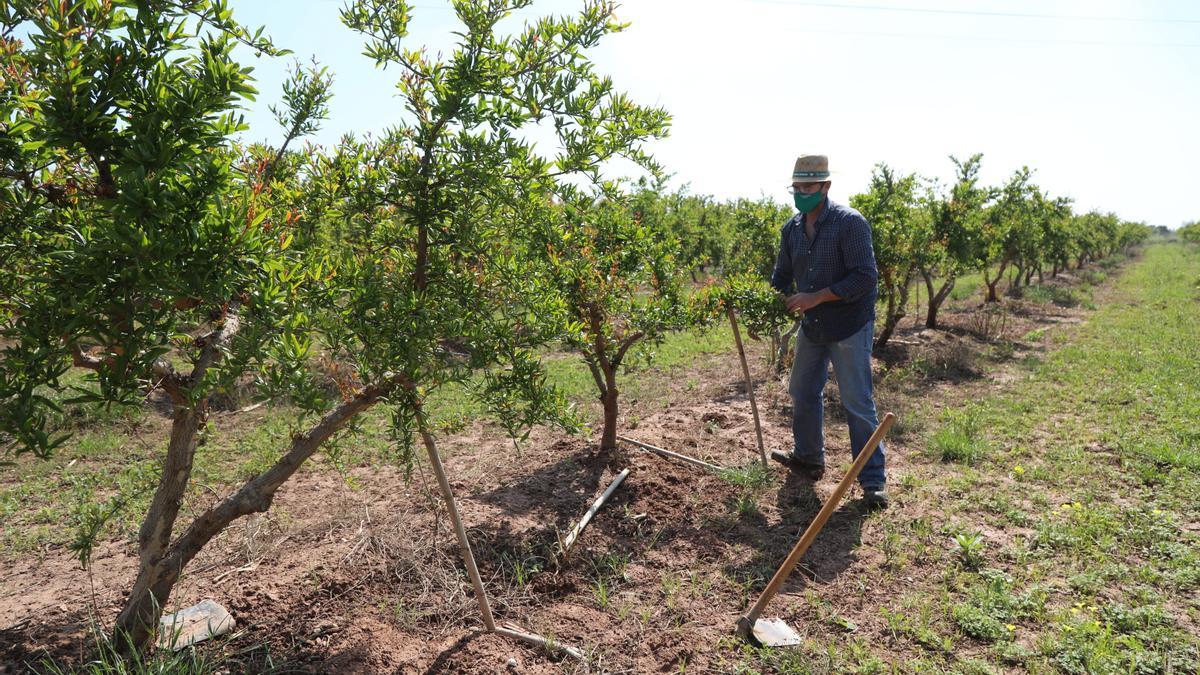 Plantación joven de granado, en Burriana