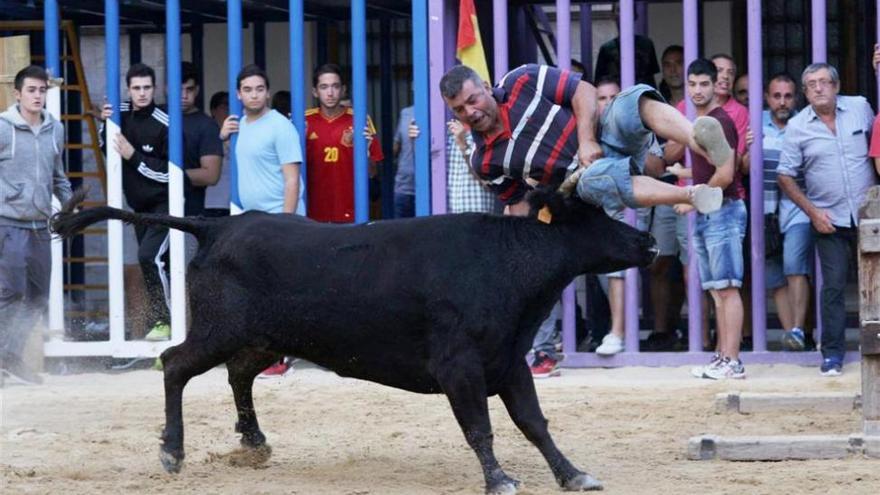 Dos heridos en la tarde de vacas que se celebró ayer en las fiestas de Nules