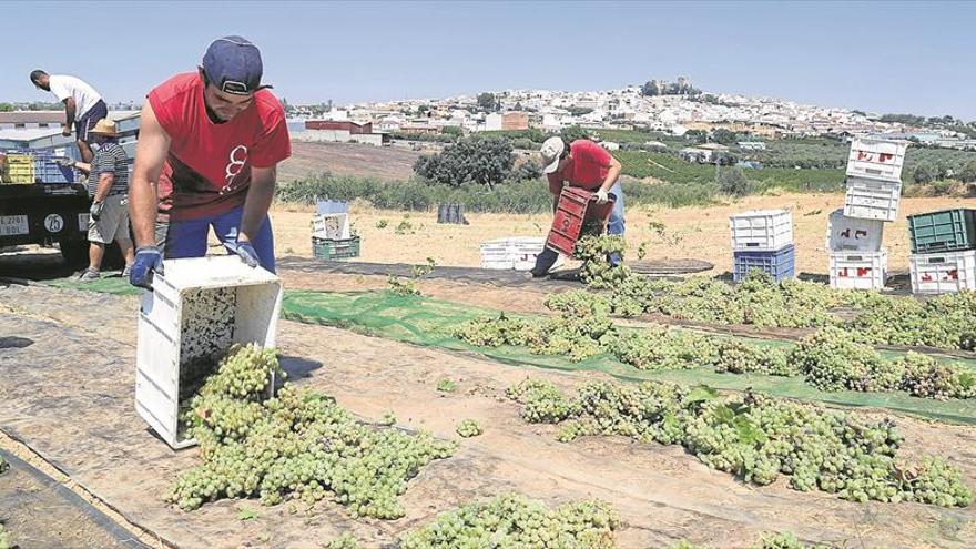 Los productores de vino dulce confían en incrementar la producción este año