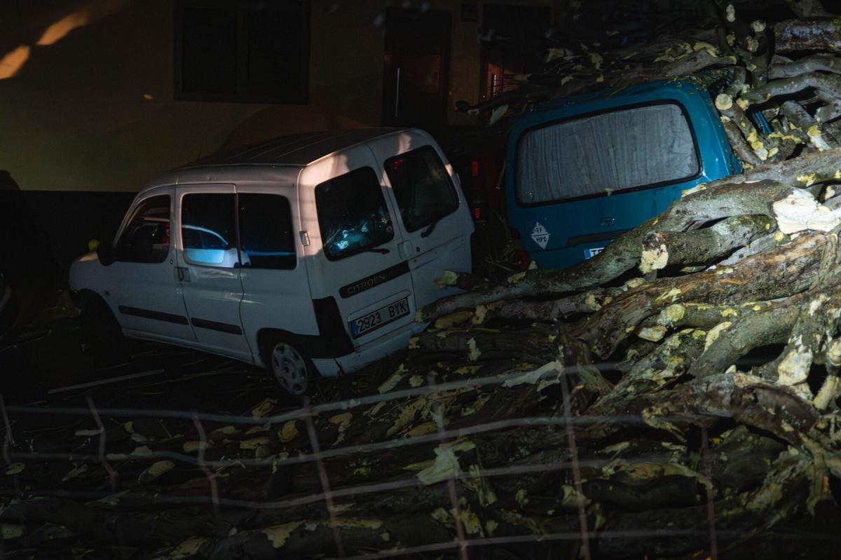 Caída de un drago centenario en Los Realejos