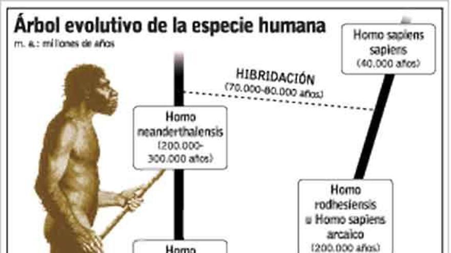 Los ancestros del «Homo sapiens»