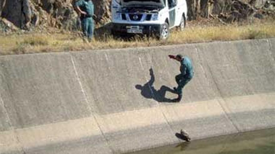 El Seprona rescata un búho real herido en Herrera del Duque