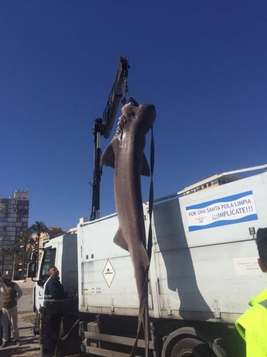 Aparece muerto un tiburón de 3,6 metros y 200 kilos en la playa de Santa Pola