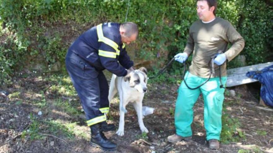 Voluntarios de Protección Civil recogen un perro abandonado en Marín.  // Santos Álvarez