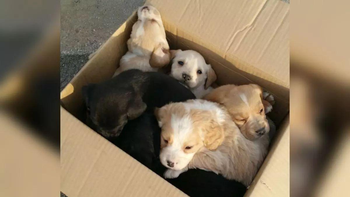 Perritos abandonados en una caja.