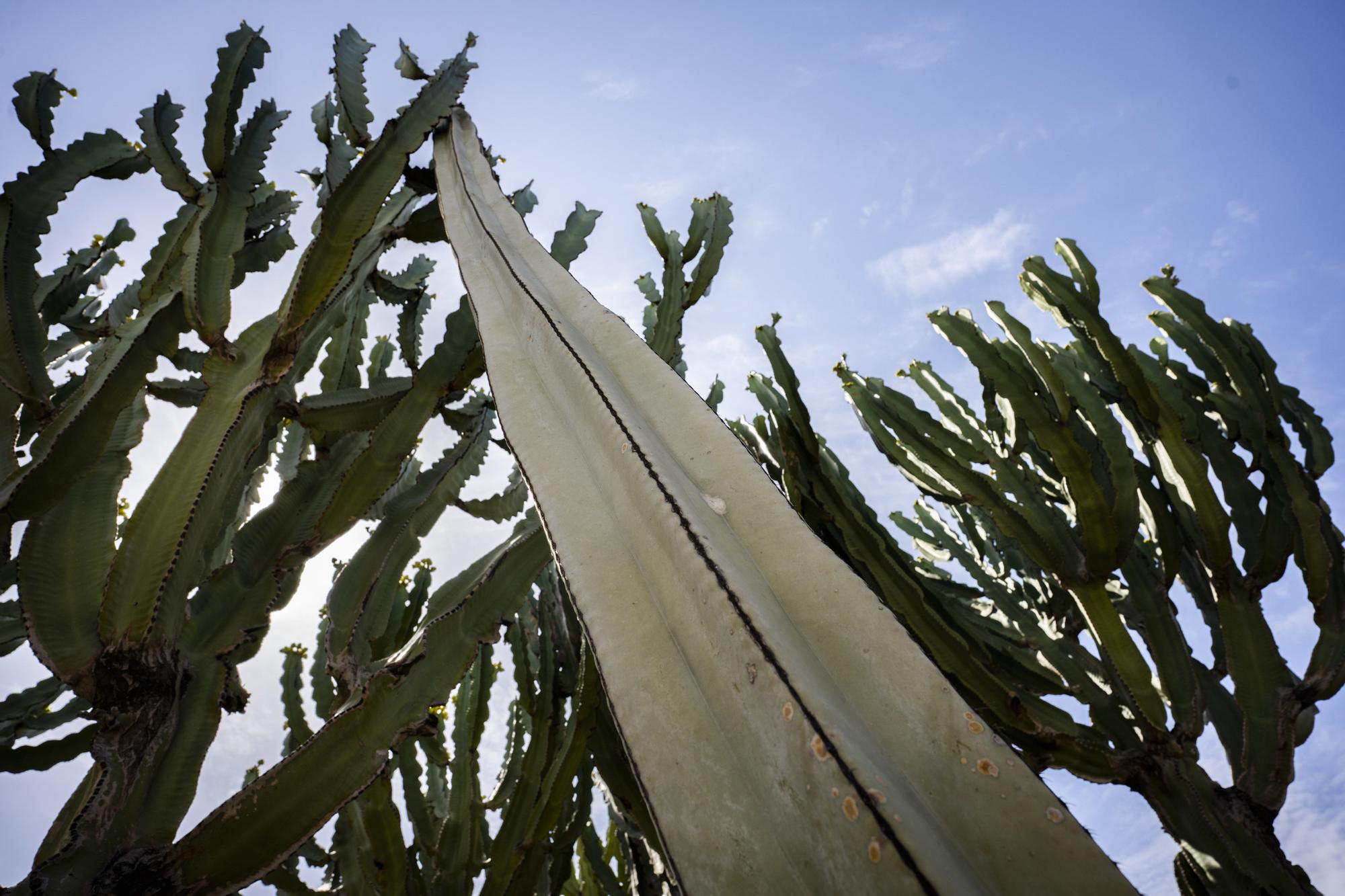 ¿Conoces los jardines de cactus de València?