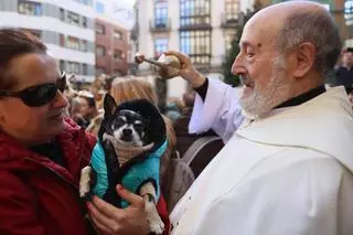 EN IMÁGENES: Oviedo bendice a sus mascotas por San Antón