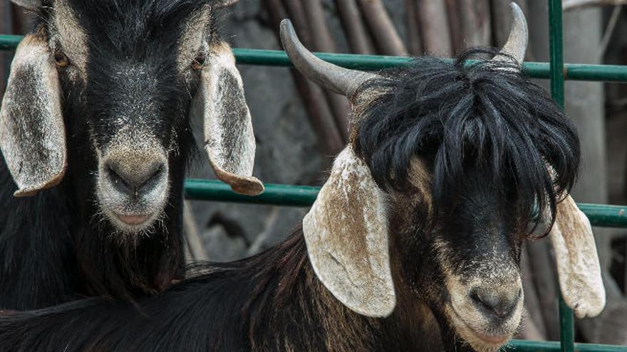 Miles de cabras  y ovejas salvajes ponen en peligro  la biodiversidad