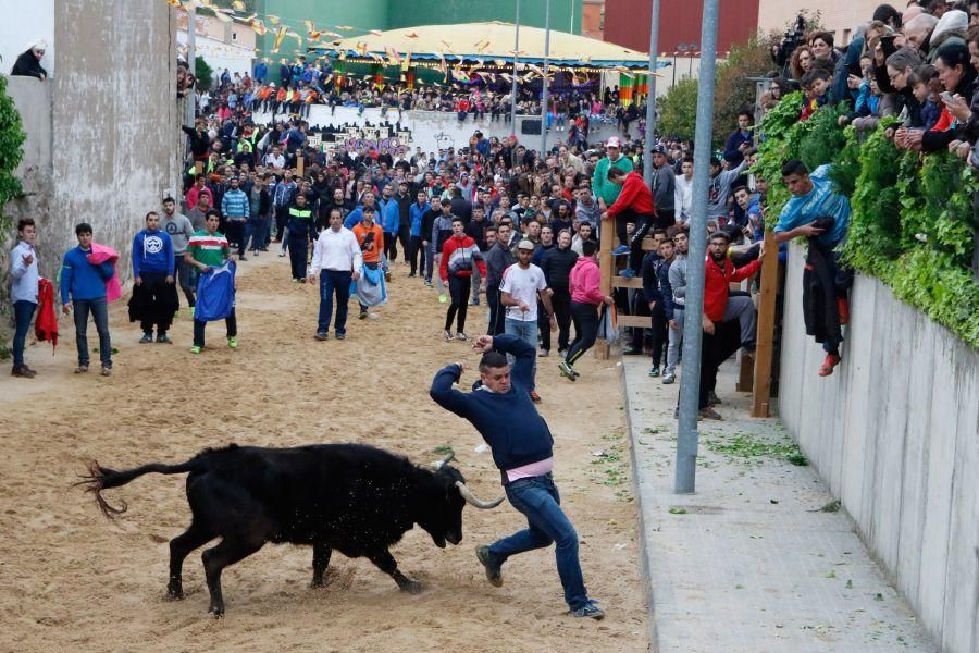 Encierros en Morales del Vino