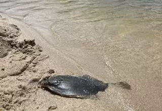 Peixes mortos e augas deterioradas: o BNG denuncia o estado da lagoa de Baldaio