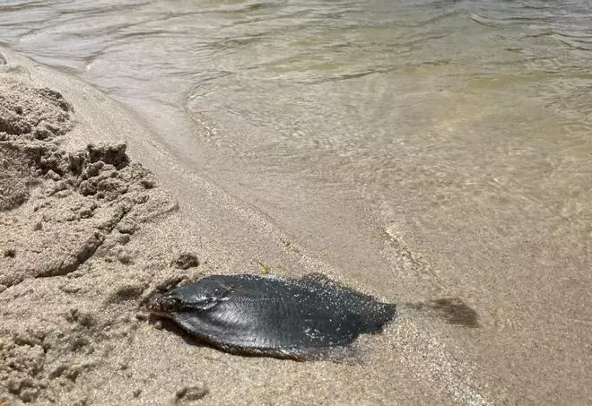Peixes mortos e augas deterioradas: o BNG denuncia o estado da lagoa de Baldaio