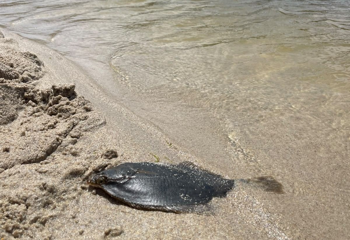 Un peixe morto á beira da lagoa de Baldaio, en Carballo.