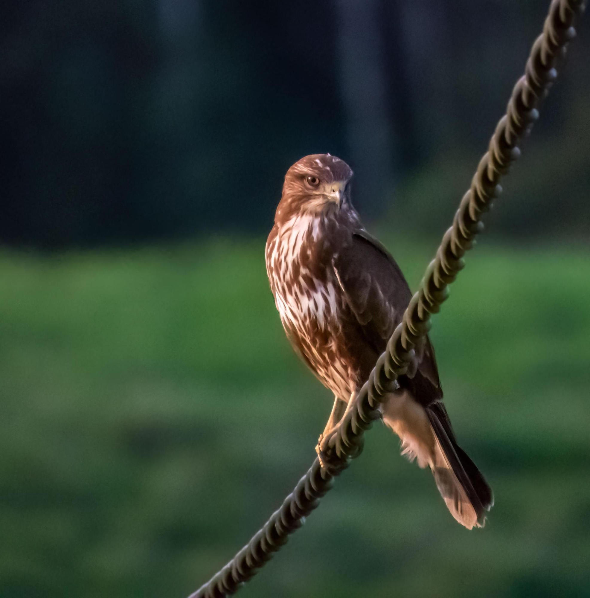 La ría, un espacio único en el que observar más de 300 especies de aves