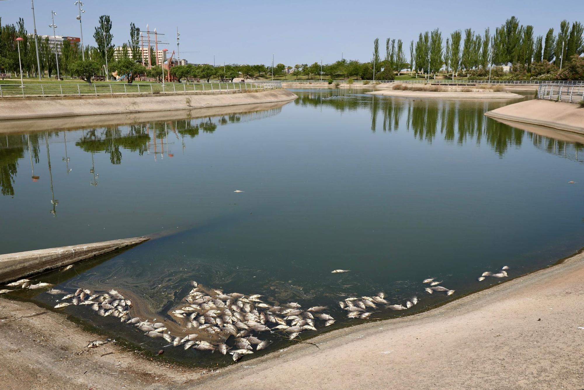 En imágenes | Los vecinos de Valdespartera alertan de la presencia de peces muertos en el lago Penélope Cruz