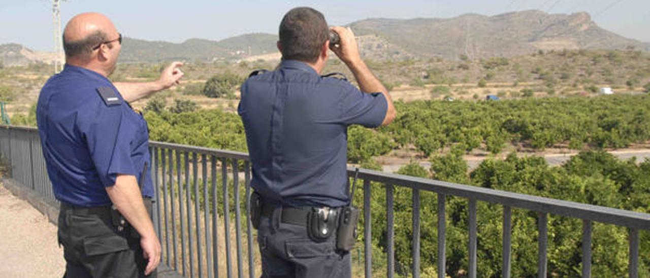 Los robos de naranjas sin  madurar se disparan en Sagunt