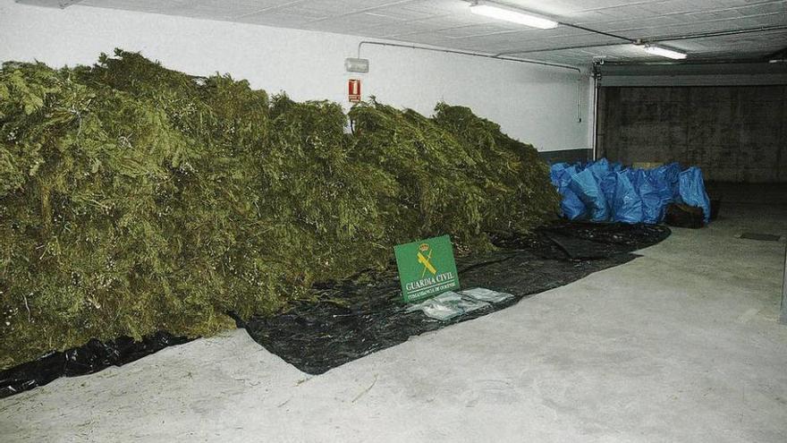 La marihuana intervenida.