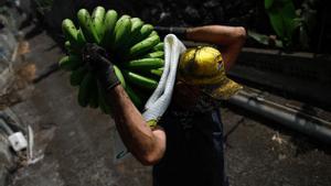 El volcà de La Palma destapa la precarietat dels plataners