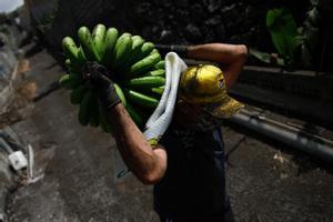 El volcà de La Palma destapa la precarietat dels plataners