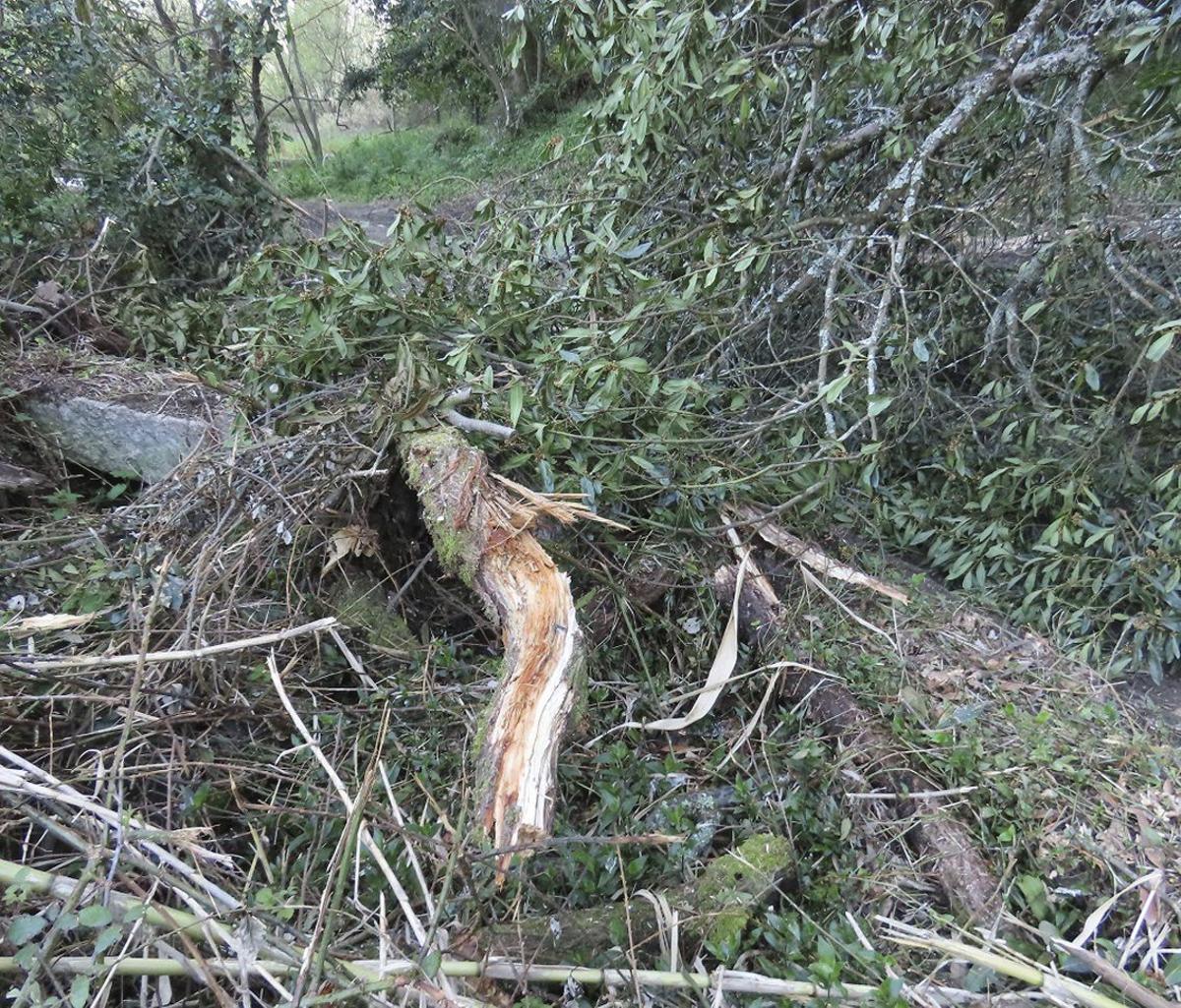 Un tronco sobre el acceso del agua al molino. | FDV