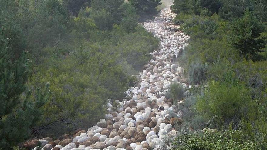 Los pastores conducen un rebaño de miles de ovejas trashumantes por tierras sanabresas.