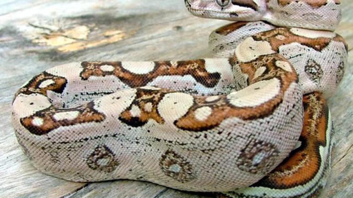 Boa albina de Carolina del Norte.