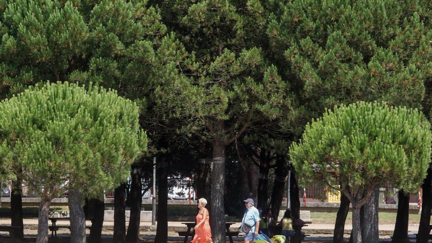 Continúa la lucha contra la eliminación del cadillo en Arousa