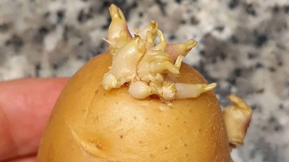 Una patata germinada.