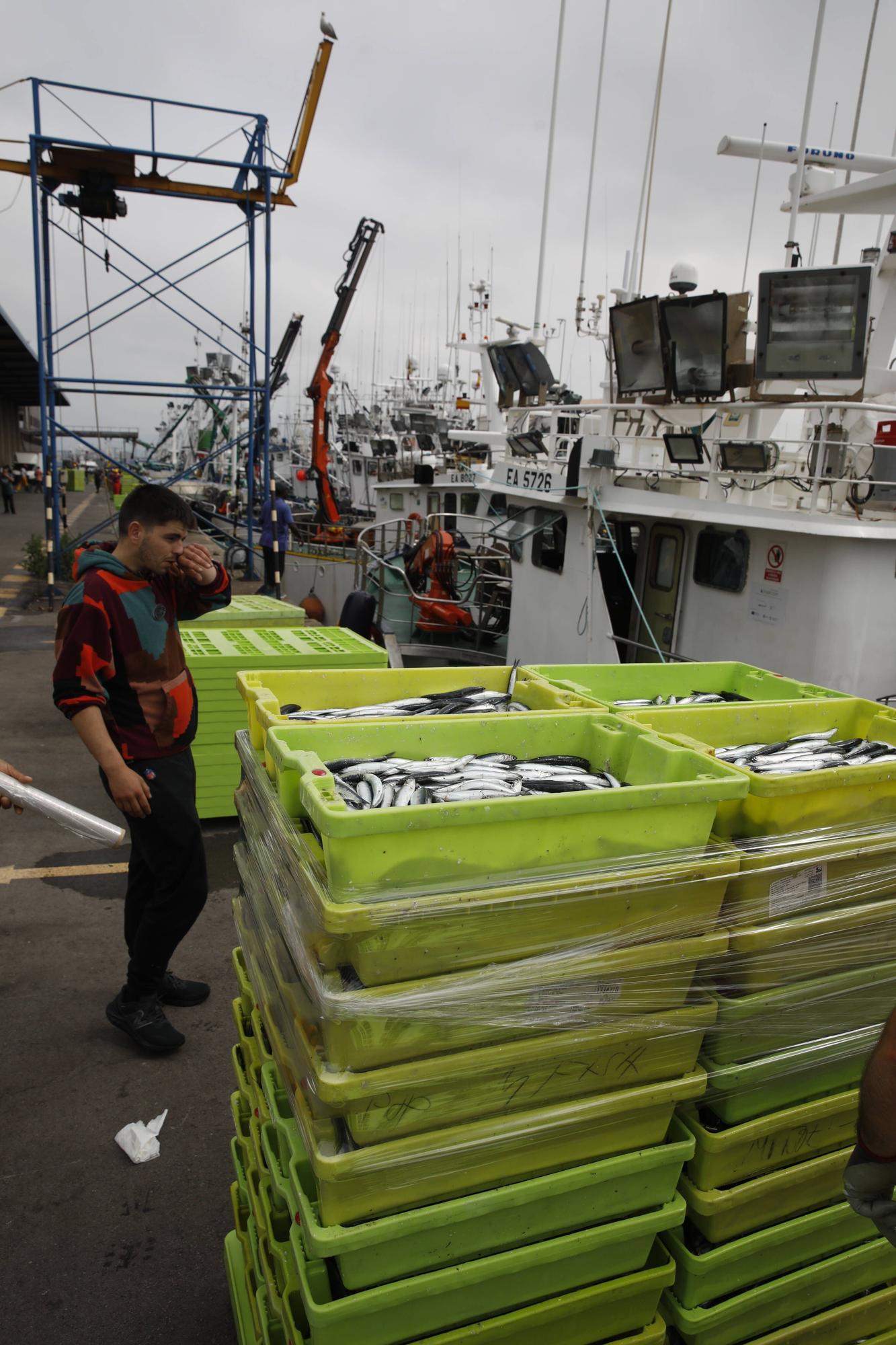 En imágenes: Gran descarga de bocarte en el puerto de Gijón