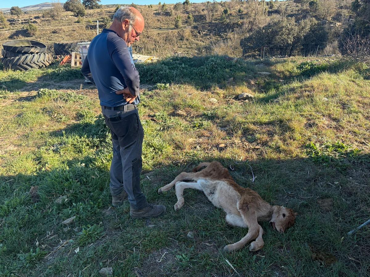 El ganadero Alberto Sabater observa uno de los terneros muertos por la acción de los buitres.